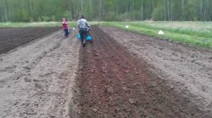 посадка картофеля под плуг