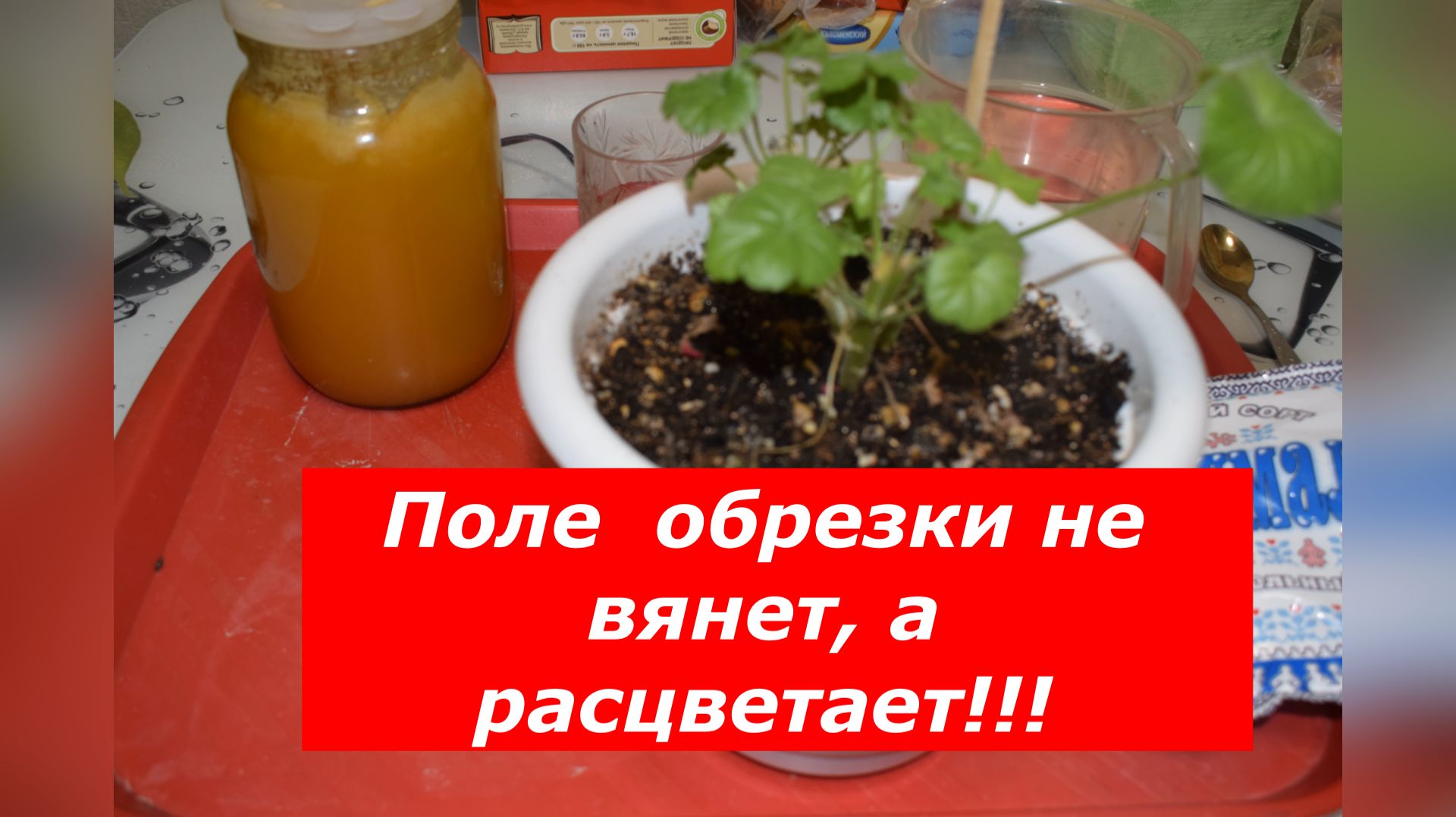 Как мёд с крахмалом «оживляют» герань за 10 дней смотреть онлайн