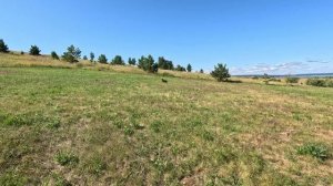 Натаска лабрадора. Тренировка видимых с дамми лаунчером и забросчиком.