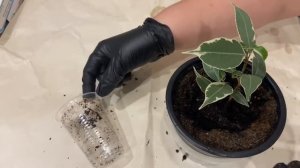 Фикус Бенджамин. Пересадка 06. 01.2026