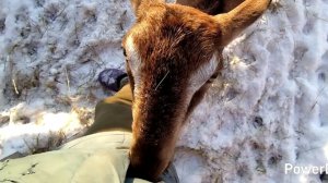 07-01-2026 На работу надо 🤷/ а много ли козам для счастья надо? / внучка выступает 🤗.