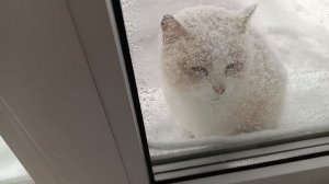 Напекла блинов. мыльные запасы растут. Теперь я спокойна ,привезли корма. жизнь в деревне.