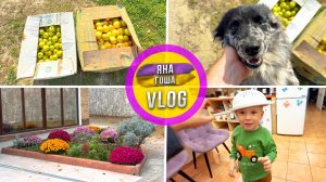 Сосед привез еще 2 коробки яблок! Дуршлаг как открытие. Зима в Крыму.