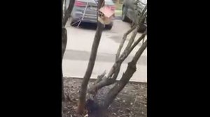 Увидели птицу 1