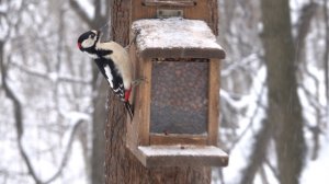 Птицы. Белки. Кормушки. Зарисовка