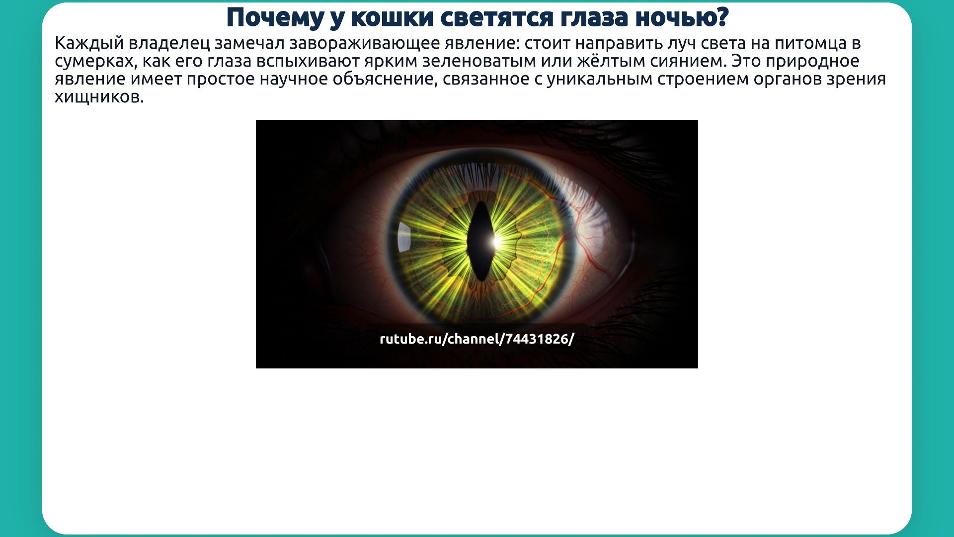 Почему у кошки ночью светятся глаза?