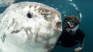 Разделка рыбы-луны / Уличная еда Кореи