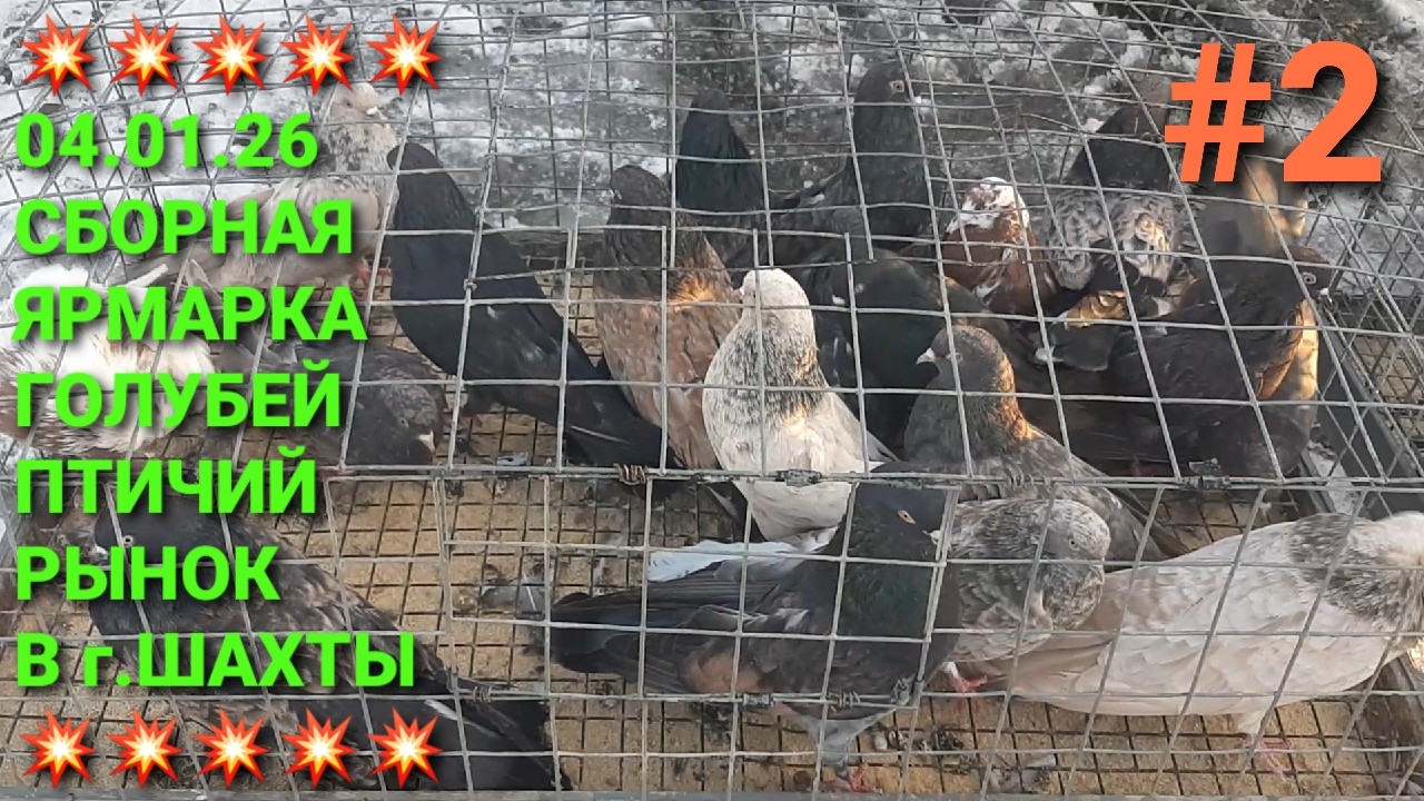 💥💥💥 04.01.26 Сборная ярмарка голубей. Птичий рынок в г.Шахты. Часть 2. Pigeons Fair. Bird Market. смотреть онлайн