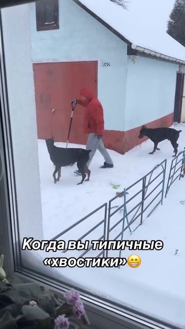 Хвостики смотреть онлайн