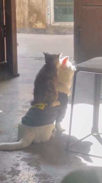 Лошадка и наездник смотреть онлайн