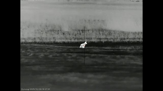 Сотый шакал в этом сезоне добыт до наступления нового года в Волгоградских степях. смотреть онлайн