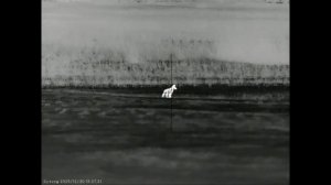 Сотый шакал в этом сезоне добыт до наступления нового года в Волгоградских степях.