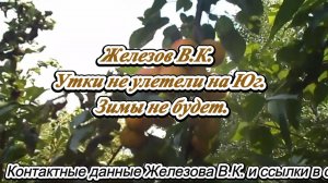 Железов В.К.  Утки не улетели на Юг. Зимы не будет.