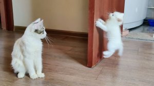 Котенок Микки хочет забраться на дверь. Мама-кошка и ее забавные котята.