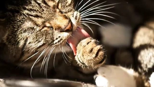 ... Почему Кошки часто умываются .... смотреть онлайн