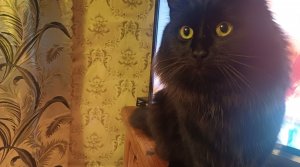 Снегопад.  Салаты. Отдыхаем.