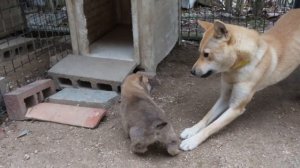 Собака периода сопротивления