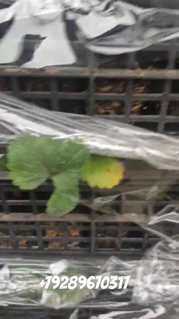 1000145386.mp4 смотреть онлайн