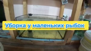 Уборка у маленьких рыбок