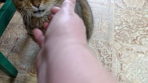 Мы за Мухаморчика