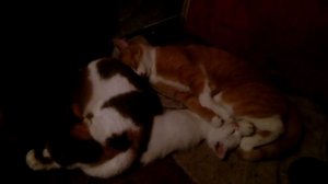 Трое пушистых сонь