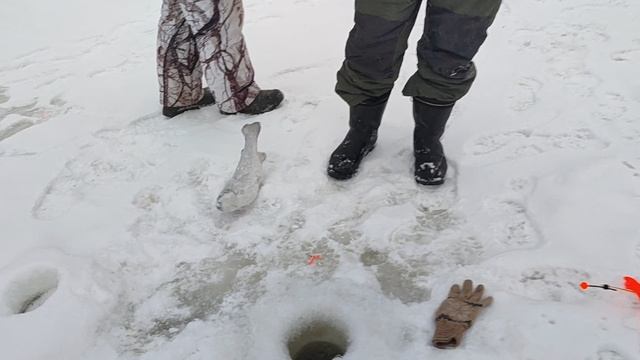 Вип. Форель на резину. смотреть онлайн