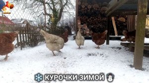 Куры зимой очень счастливы 🤗❄️⛄ (6)