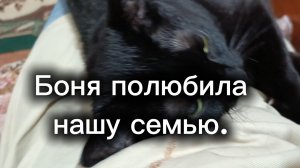 Забавные котики.