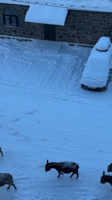 Утренняя пробежка смотреть онлайн