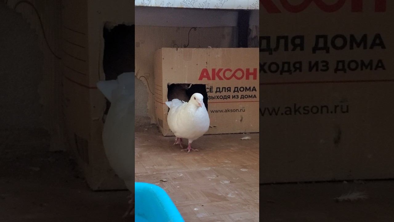 Когда хотите уединиться, но вам не дают этого сделать #птицы #голуби #birds #pigeons смотреть онлайн