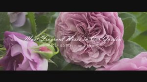 7 САМЫХ АРОМАТНЫХ РОЗ В ВАШЕМ РОЗАРИИ •  David Austin, Meilland, Tom Carruth • French Garden
