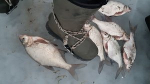 По льду Маныча 4 января. Облов лунок. Отчёт Алексея Евгеньевича! 2026 г. от Юрия Философа