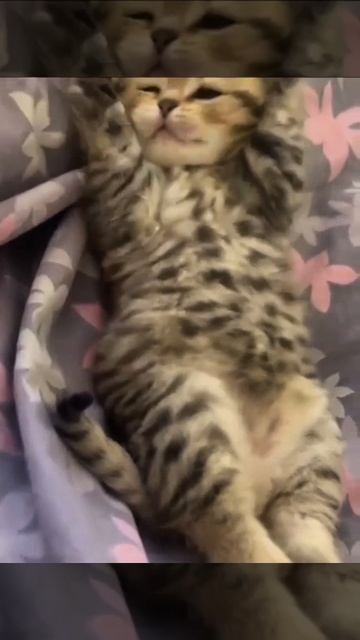 Замурчательно смотреть онлайн