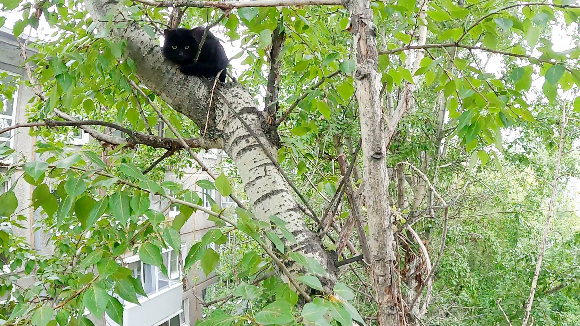 Мурзик не хочет домой - у него белочка... смотреть онлайн