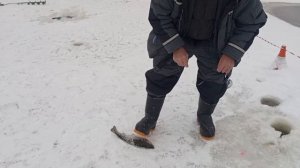 Светлые Горы Форель4 07.01.2026г.