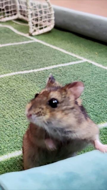 Нам нужно спрятаться. Хомяк. смотреть онлайн