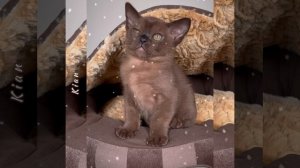 Соболиный бурманский котёнок Kian Freya Way. Помёт «К8»