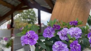 Калибрахоа у меня на даче. Красивый цветок