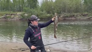 ХОРОШИЕ ЛЕНКИ ЯКУТИИ -ТРОФЕЙНЫЕ ЛЕНКИ!