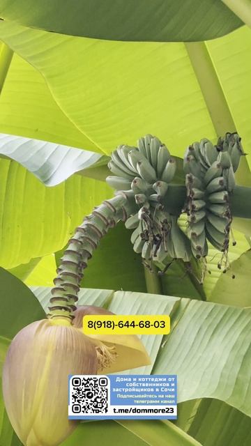 Великолепный дом в городе Сочи смотреть онлайн