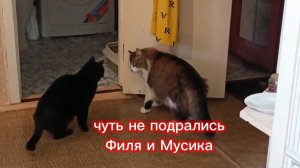 Забавные котики.