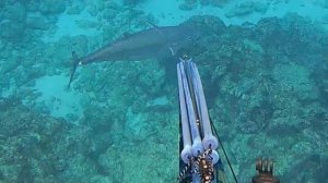 Подводная охота / Вызов «Один удар — нокаут». Синий тунец 38 кг