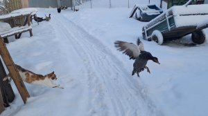 Жизнь в Деревне.