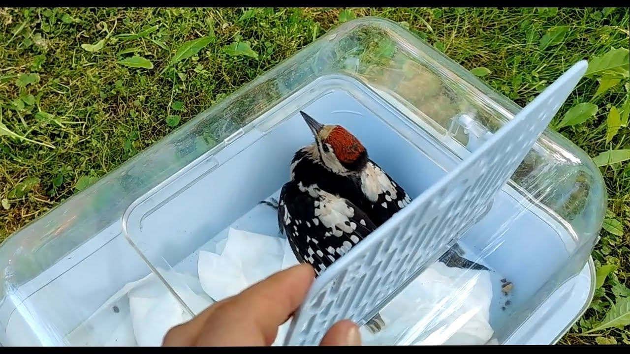 АНАСТАСИЯ. История одного дятла смотреть онлайн