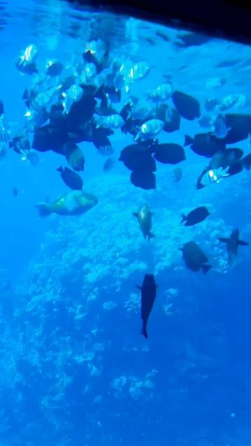 Рыбки Красного моря! смотреть онлайн