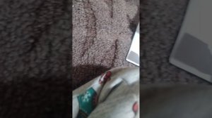 кормление собачек