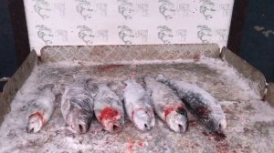 улов форели у Бориса