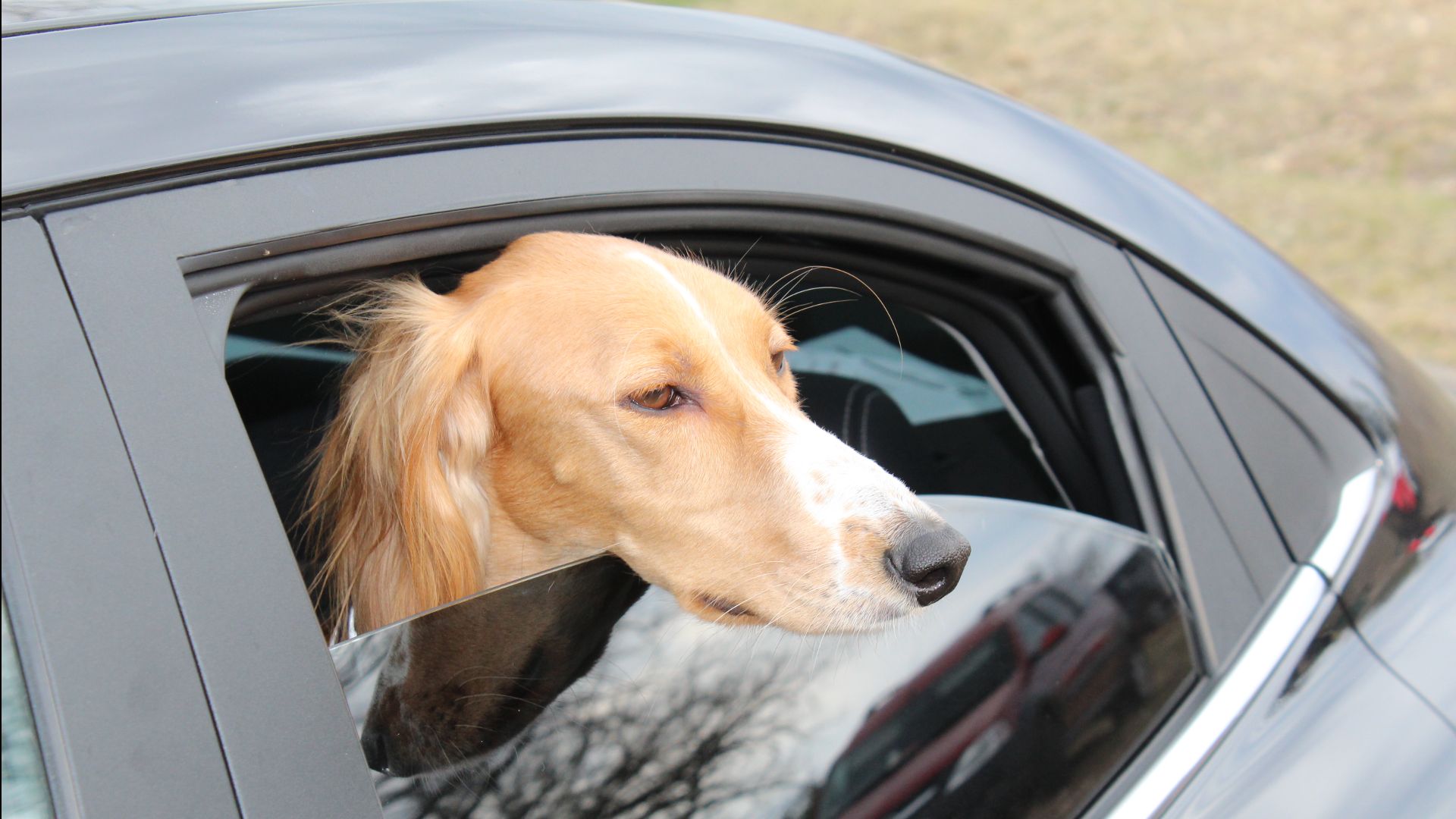  Ыгдыр - чемпион!!! 2025_04_05. Видео _9830