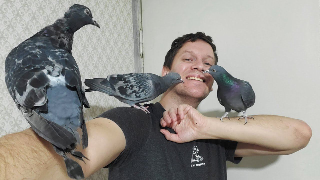 День с животными. Уборка и кормление смотреть онлайн