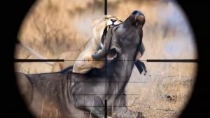 Охота на львов.